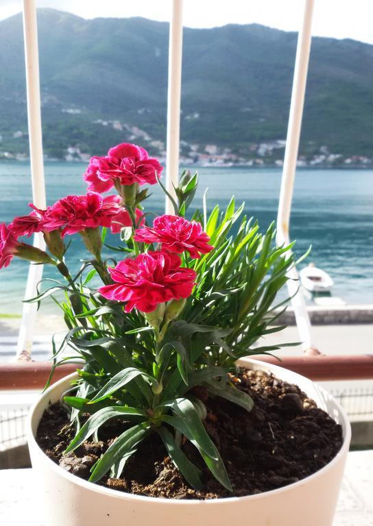 Apartmani Ivana Tivat Exterior foto